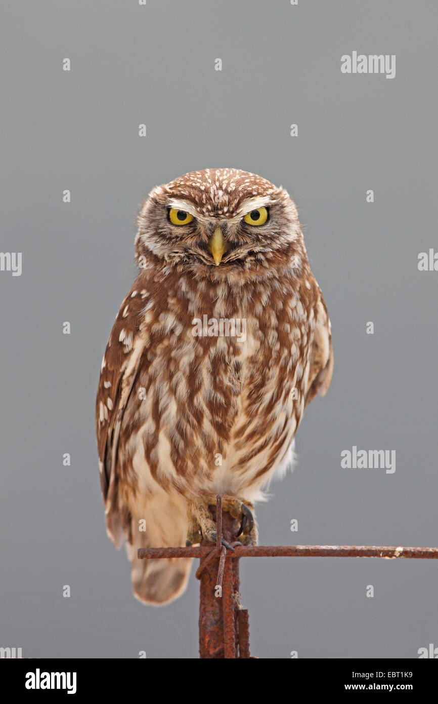 Steinkauz (Athene Noctua), Eule sitzt auf einem Zaun Pfosten, Griechenland, Lesbos Stockfoto