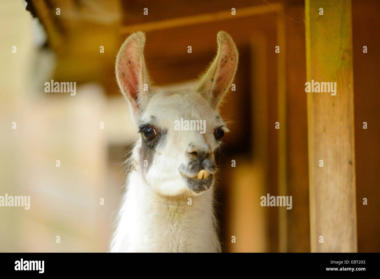 Lama (Lama Glama), portrait Stockfoto