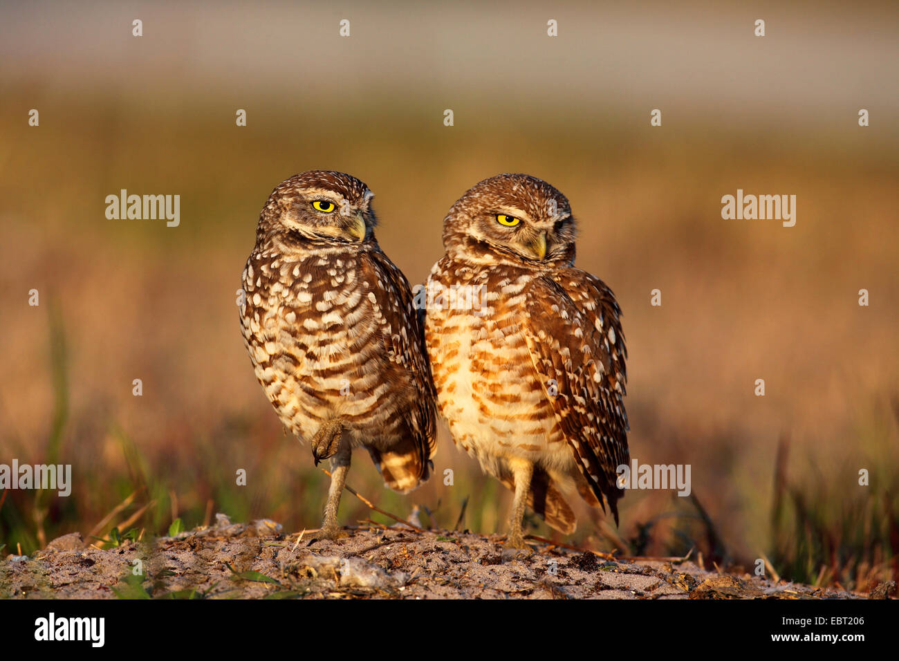 Graben der Eule (Athene Cunicularia), koppeln Sie stehen auf dem Boden, USA, Florida, Cape Coral Stockfoto