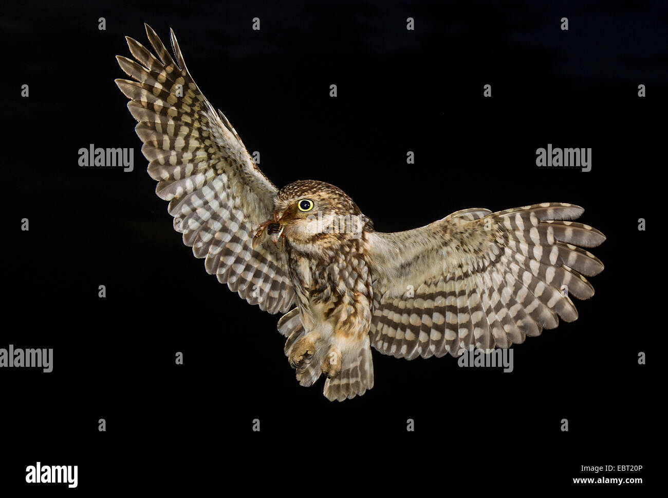 Steinkauz (Athene Noctua), nähert sich Zucht Höhle mit Mistkäfer im Schnabel, Deutschland, Nordrhein-Westfalen, Langenberg Stockfoto