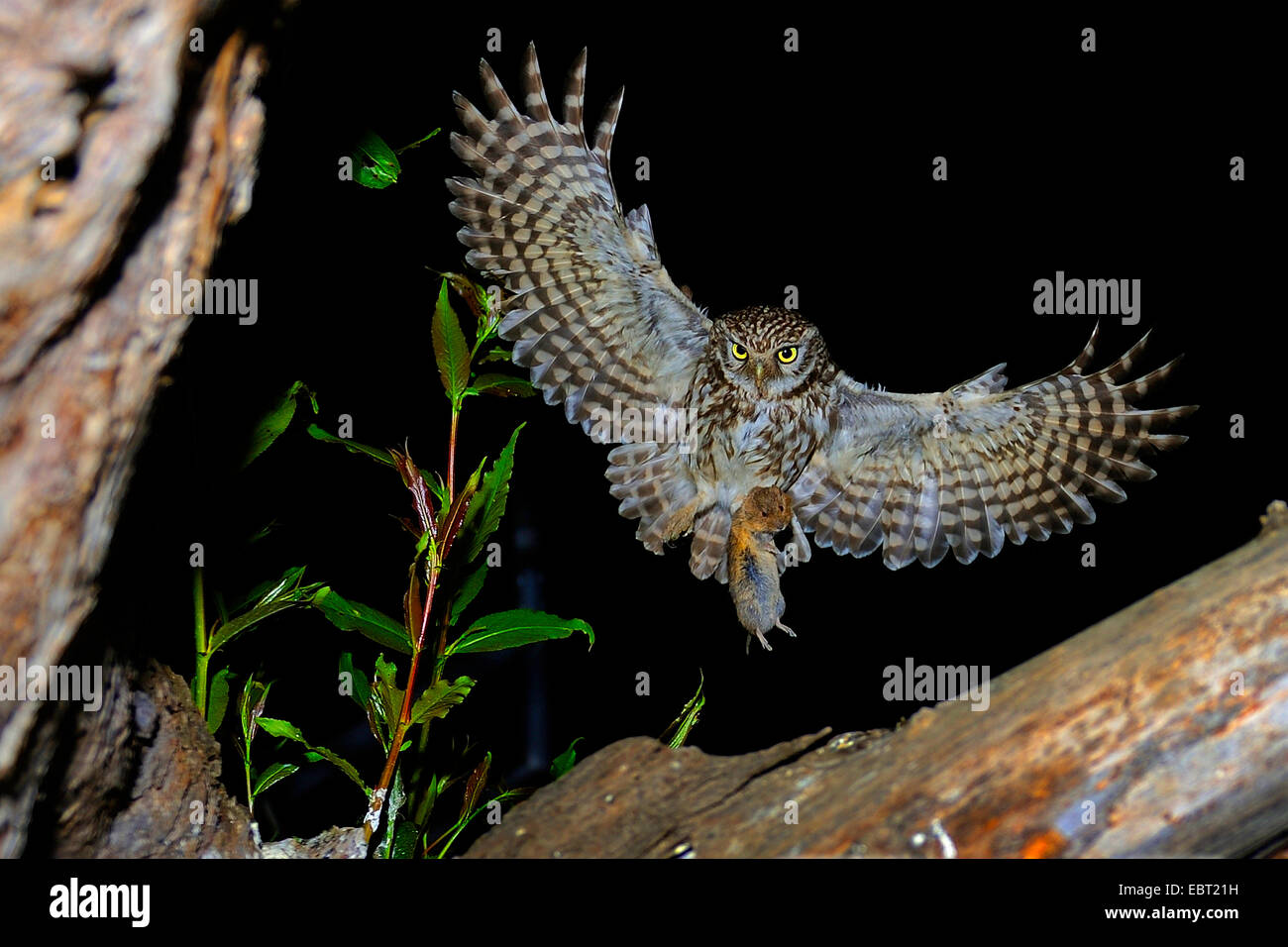 Steinkauz (Athene Noctua), nähert sich Zucht Höhle mit der Maus in den Klauen, Germany, North Rhine-Westphalia, Langenberg Stockfoto