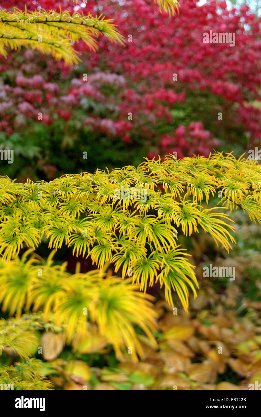 Goldene Lärchen (Pseudolarix Amabilis, Pseudolarix Kaempferi), branchin Herbst Stockfoto