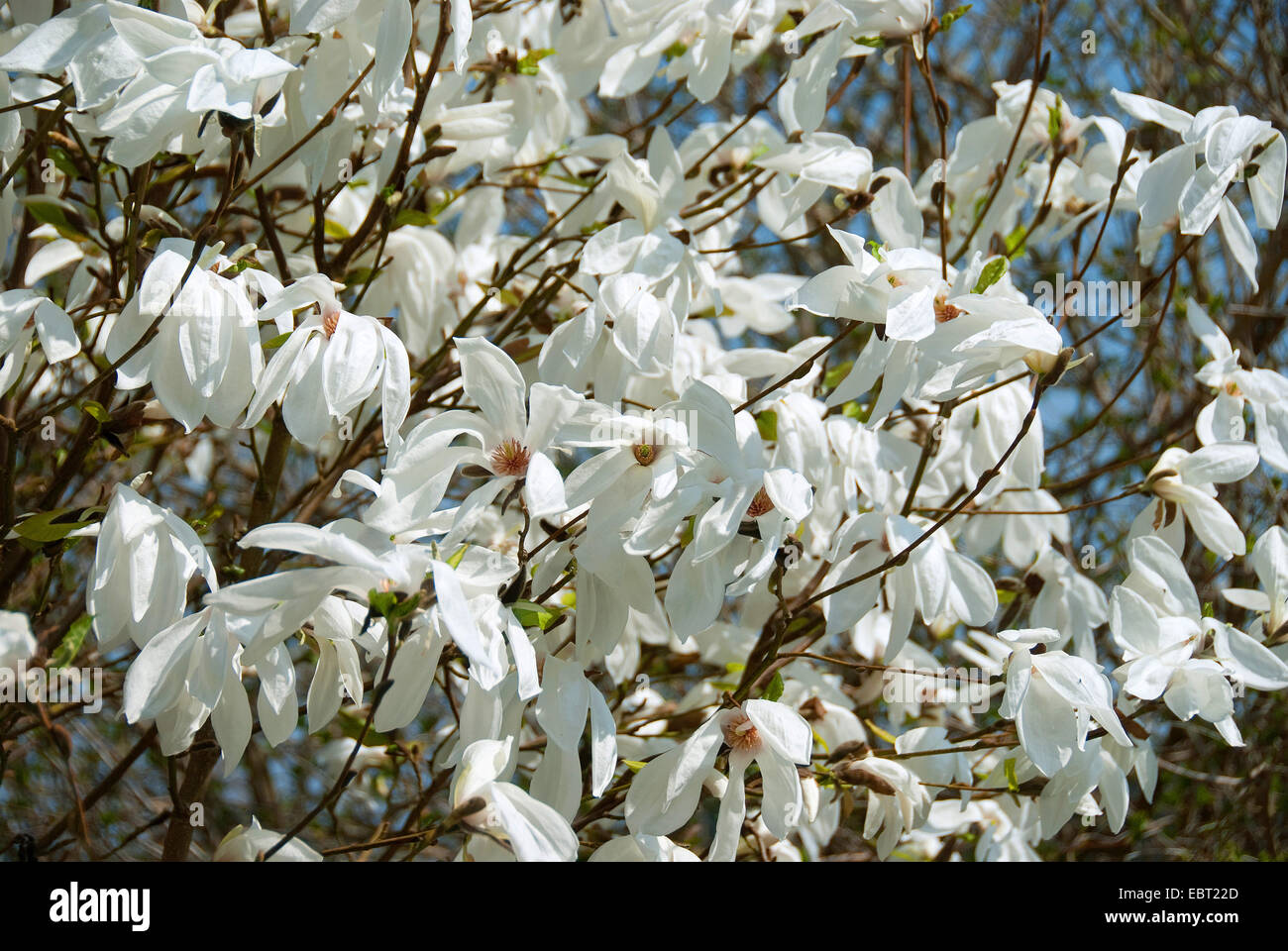 Magnolie (Magnolia 'Wada Speicher", Magnolia Wada), Sorte Wada Memory, Blumen Stockfoto