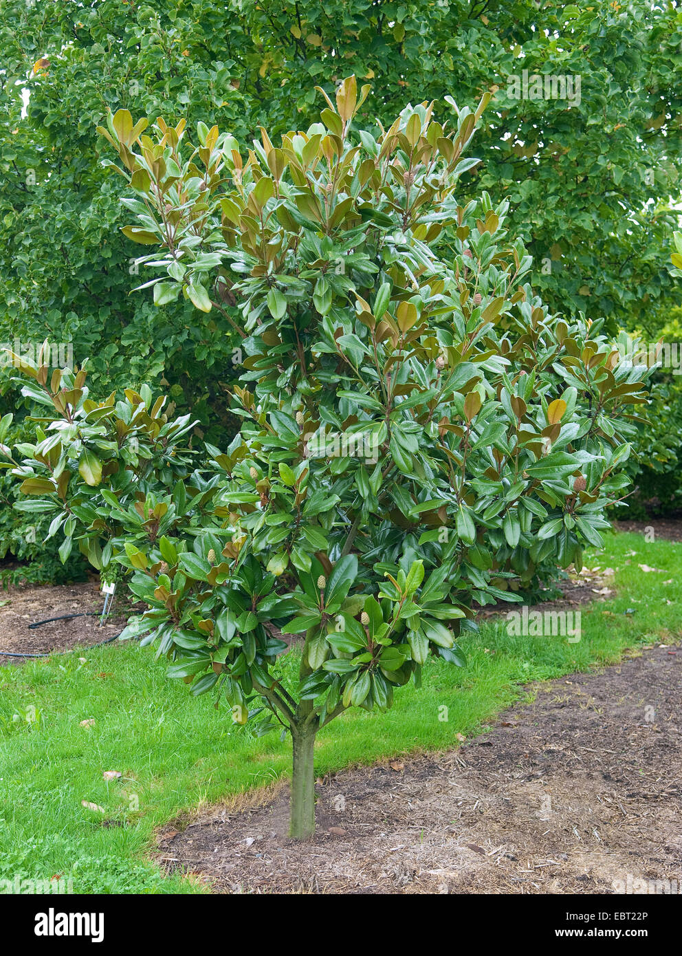 Immergrüne Magnolie, Ray Bull, Immergrüne Magnolie (Magnolia Grandiflora Galissonni re, Magnolia Grandiflora "Galissonni re"), Sorte Galissonni re Stockfoto