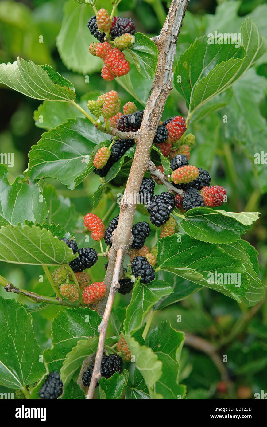 Schwarze Maulbeere, gemeinsame Maulbeerbaum (Morus Nigra 'Black Tabor', Morus Nigra schwarz Tabor), Sorte Black Tabor auf einem Ast Stockfoto