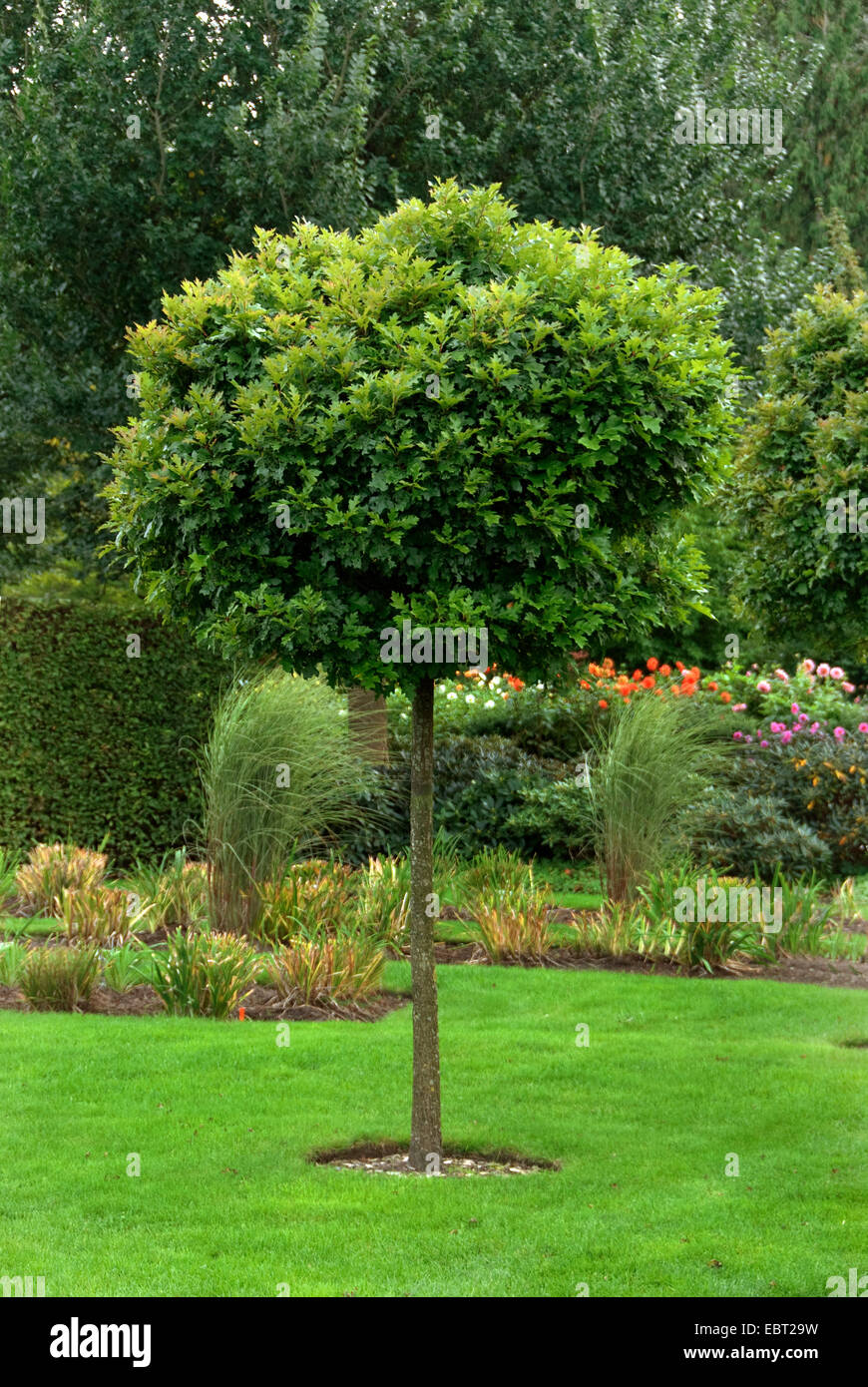 PIN Eiche (Quercus Palustris 'Green Dwarf', Quercus Palustris grün Zwerg), Kugel-Sumpfeiche Stockfoto