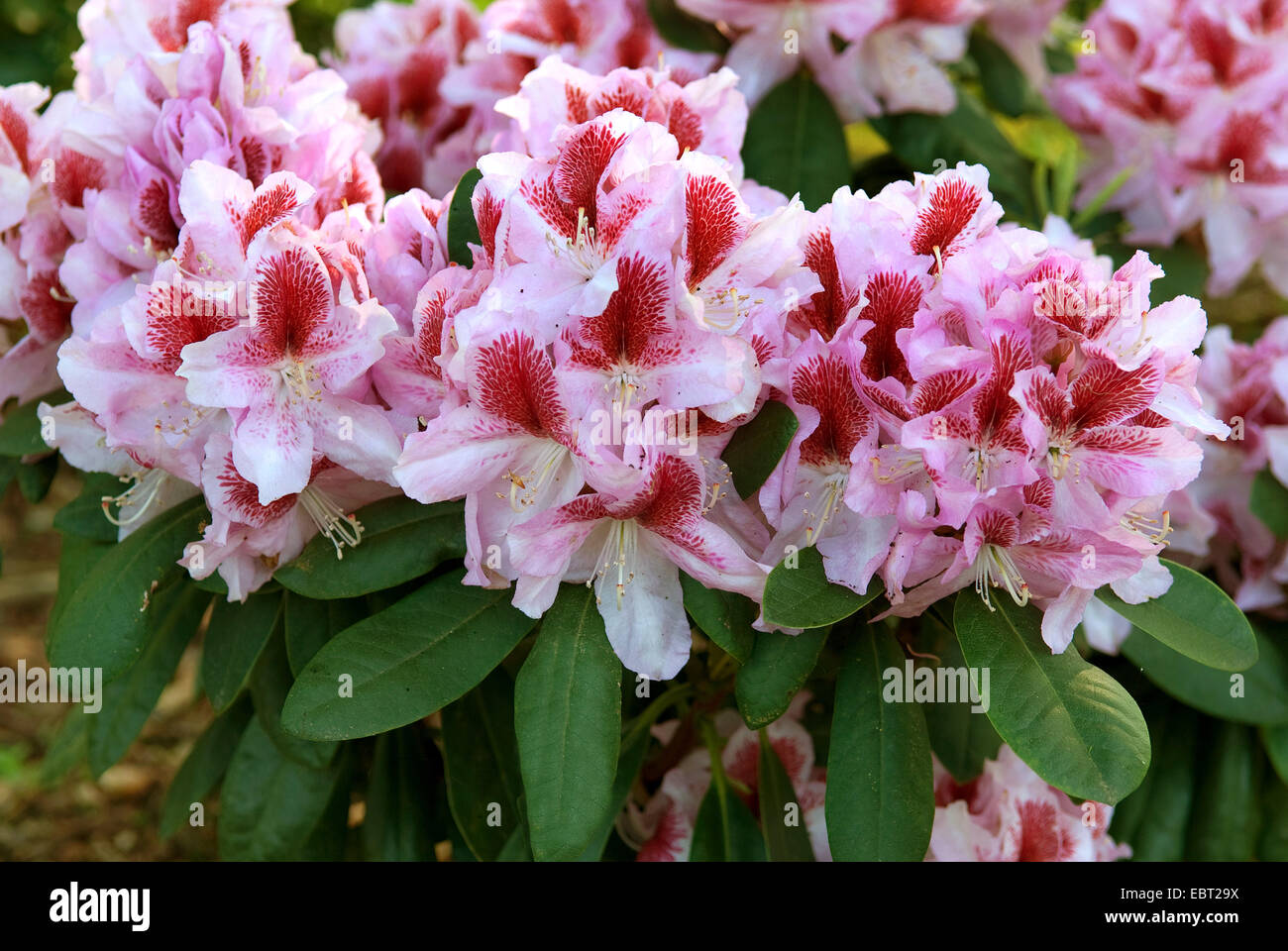 Rhododendron (Rhododendron 'Belami', Rhododendron Belami), Sorte Belami Stockfoto