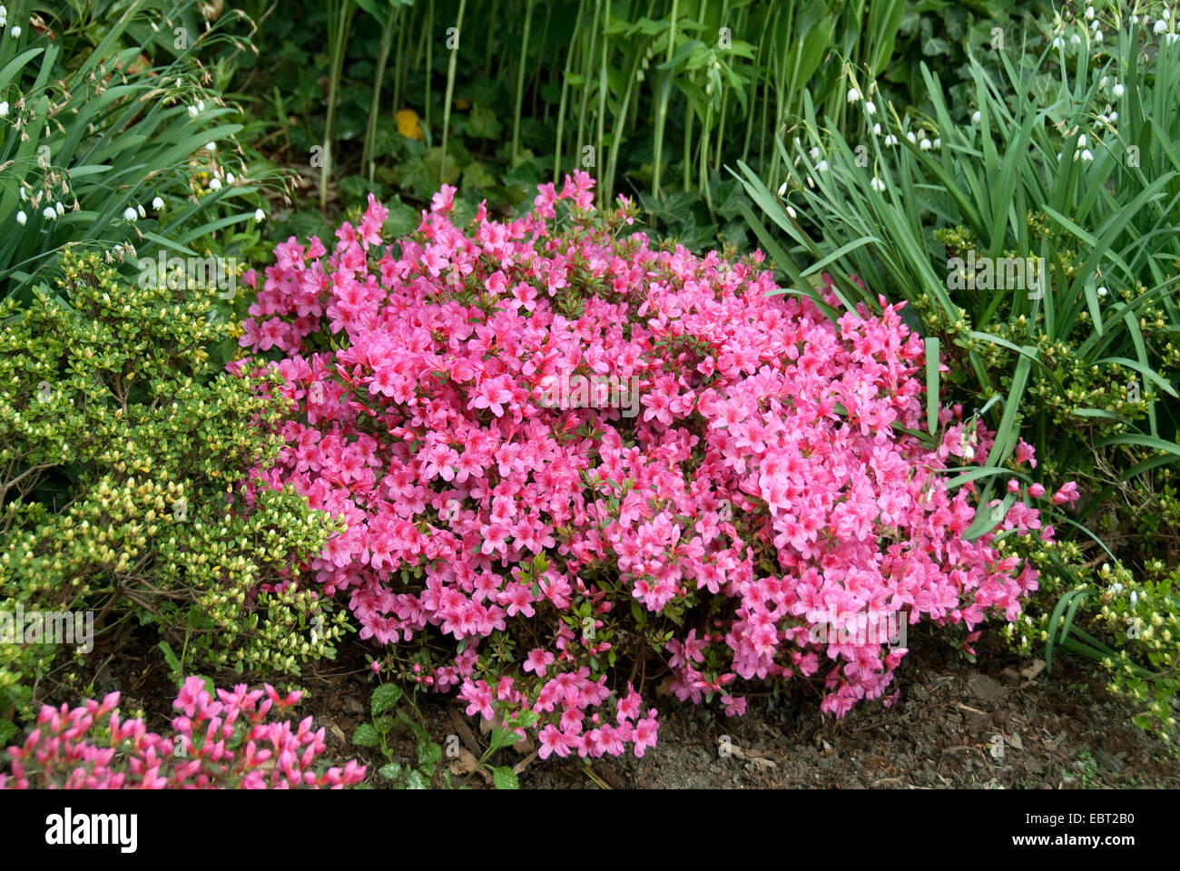 Rhododendron (Rhododendron Obtusum 'Madame Albert van Hecke', Rhododendron Obtusum Madame Albert van Hecke), Sorte Madame Albert van Hecke Stockfoto