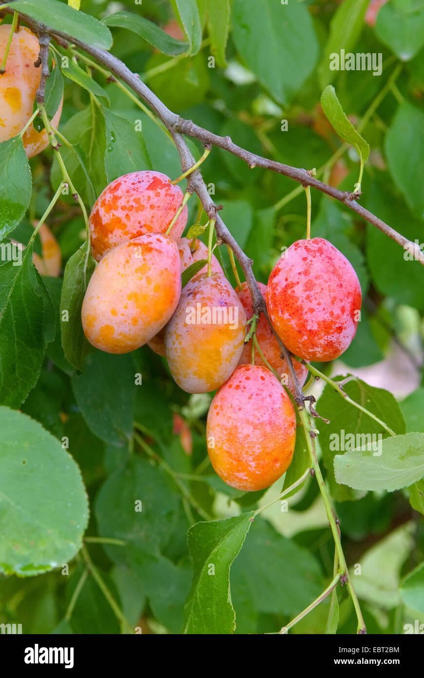 Pflaume (Prunus Domestica 'Tipala', Prunus Domestica Tipala), Pflaumen auf einem Baum, Sorte Tipala Stockfoto