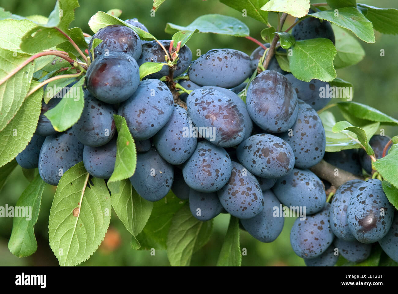 Pflaume (Prunus Domestica "Jojo", Prunus Domestica Jojo), Pflaumen auf einem Baum, Sorte Jojo Stockfoto