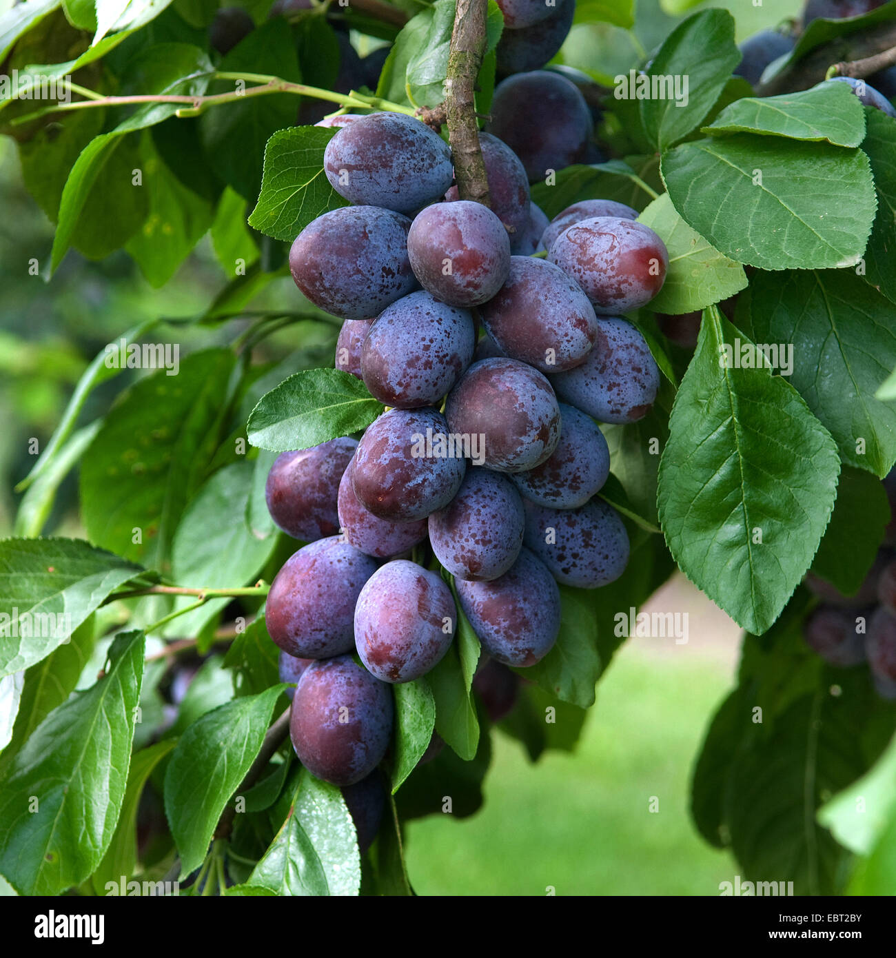 Pflaume (Prunus Domestica 'Katinka', Prunus Domestica Katinka), Pflaumen auf einem Baum, Sorte Katinka Stockfoto