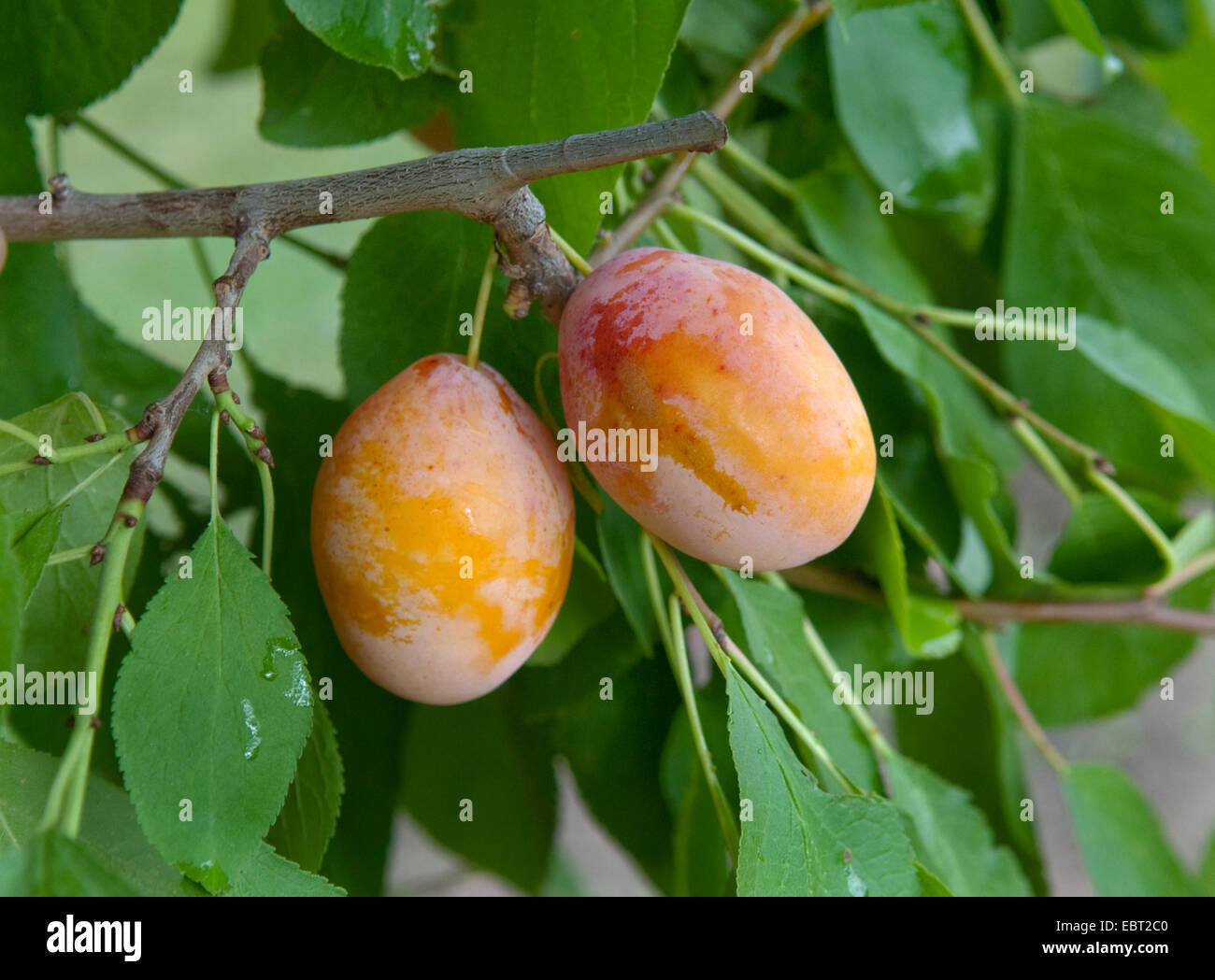 Pflaume (Prunus Domestica 'Tipala', Prunus Domestica Tipala), Pflaumen auf einem Baum, Sorte Tipala Stockfoto