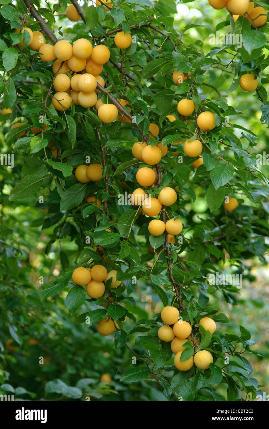 Cherry Plum, Myrobalan-Pflaume (Prunus Cerasifera), Gelbe Kirschen Pflaumen auf einem Baum Stockfoto