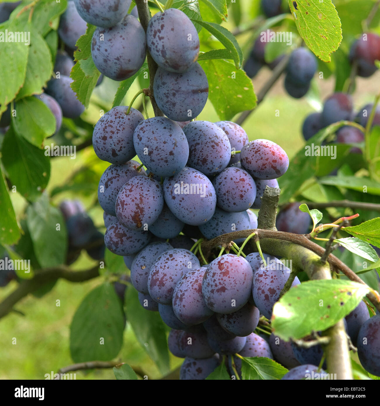 Pflaume (Prunus Domestica 'Hanita', Prunus Domestica Hanita), Pflaumen auf einem Baum, Sorte Hanita Stockfoto