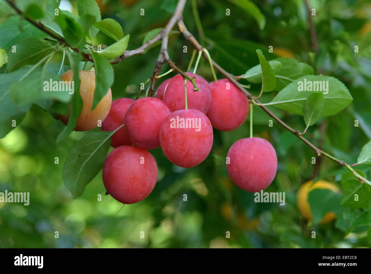 Cherry Plum, Myrobalan-Pflaume (Prunus Cerasifera), Cherry Pflaumen am Baum Stockfoto