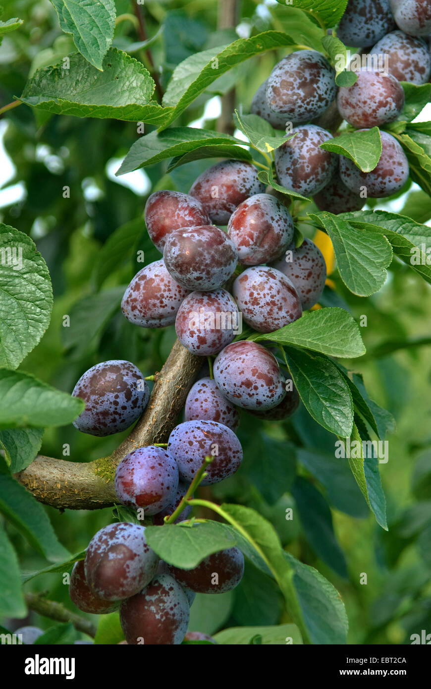 Pflaume (Prunus Domestica 'Tegera', Prunus Domestica Tegera), Pflaumen auf einem Baum, Sorte Tegera Stockfoto