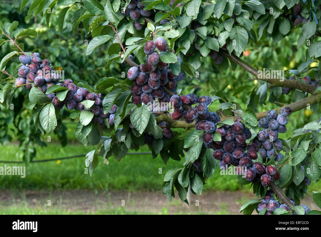 Pflaume (Prunus Domestica 'Tegera', Prunus Domestica Tegera), Pflaumen auf einem Baum, Sorte Tegera Stockfoto