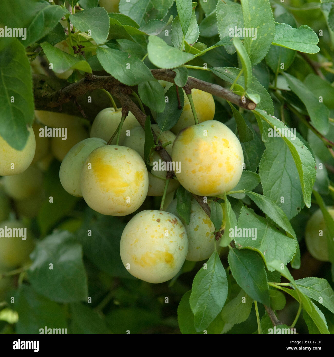 Pflaume (Prunus Domestica 'Bellamira', Prunus Domestica Bellamira), Pflaumen auf einem Baum, Sorte Bellamira Stockfoto