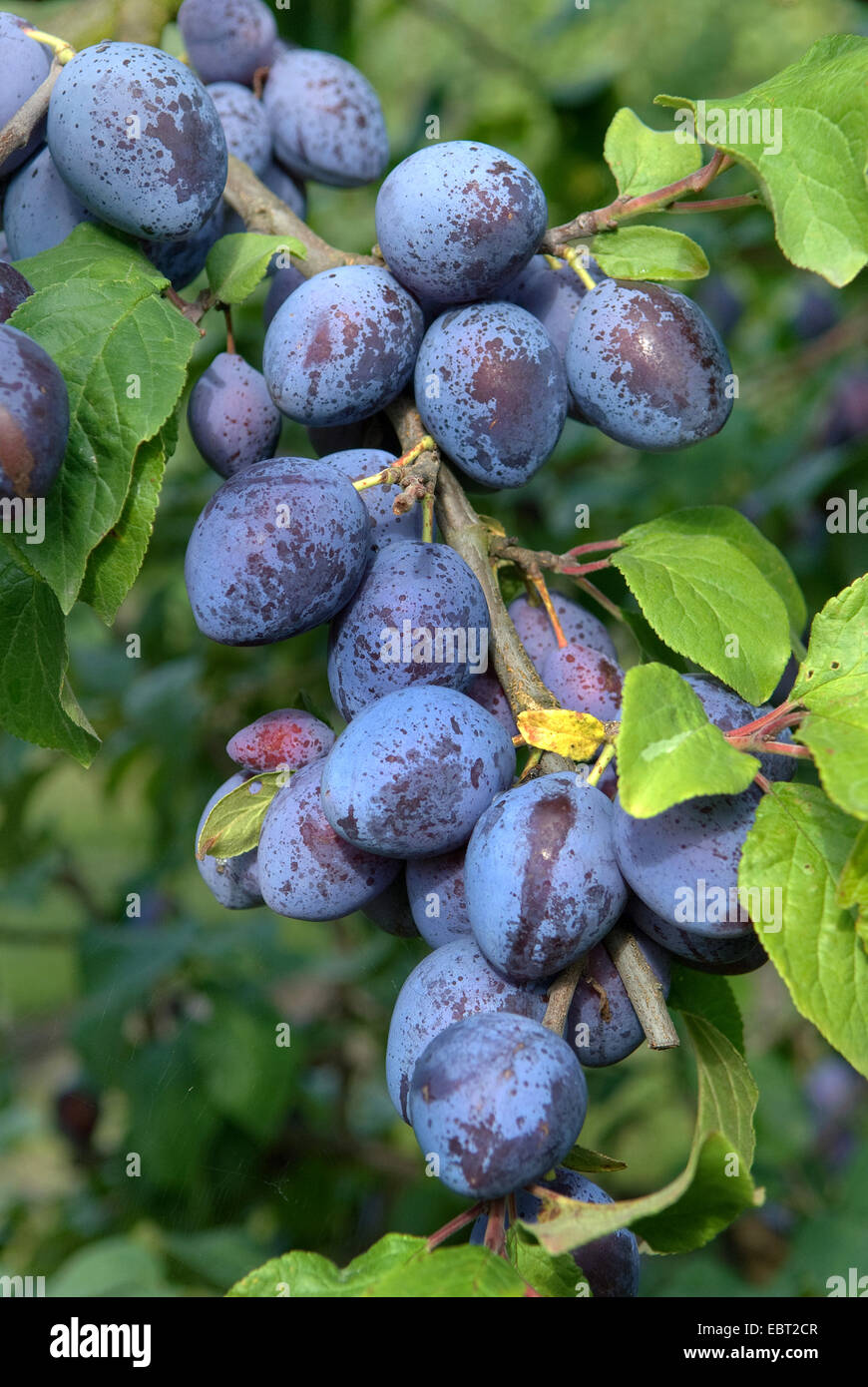 Pflaume (Prunus Domestica "Auerbacher', Prunus Domestica Auerbacher), Pflaumen auf einem Baum, Sorte Auerbacher Stockfoto