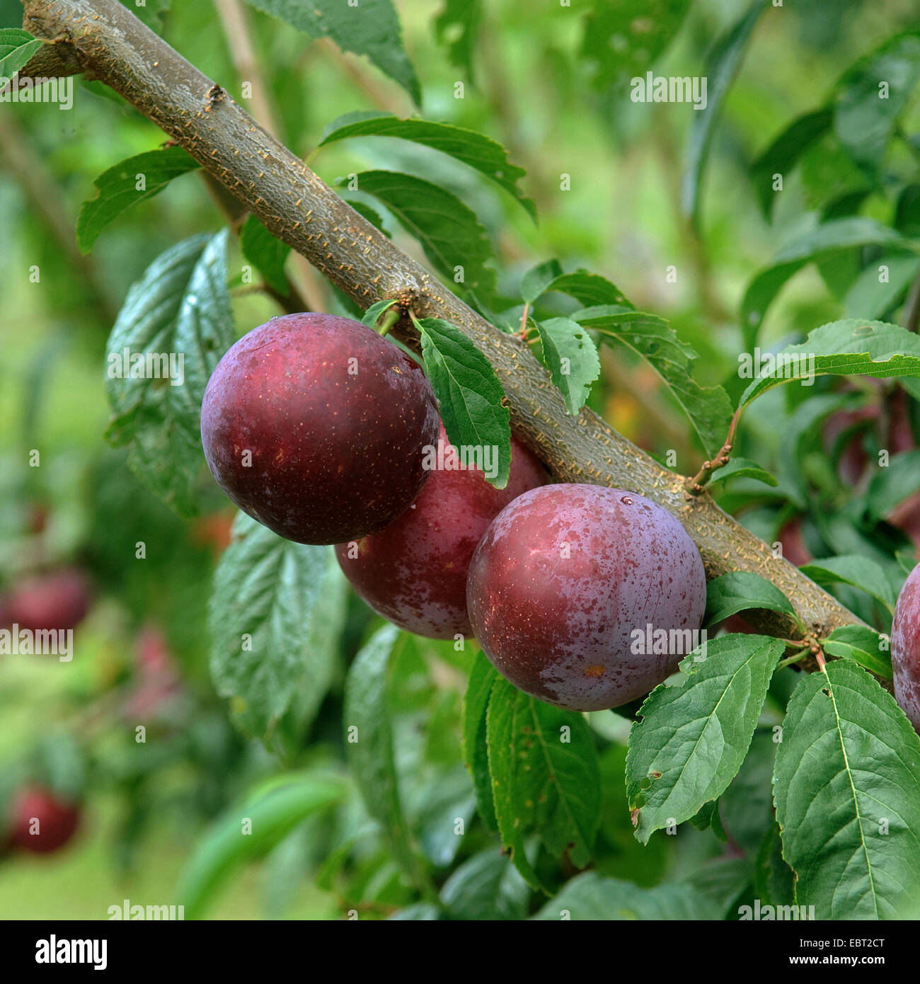 Pflaume (Prunus Domestica "Anatolien", Prunus Domestica Anatolien), Pflaumen auf einem Baum, Sorte Anatolien Stockfoto