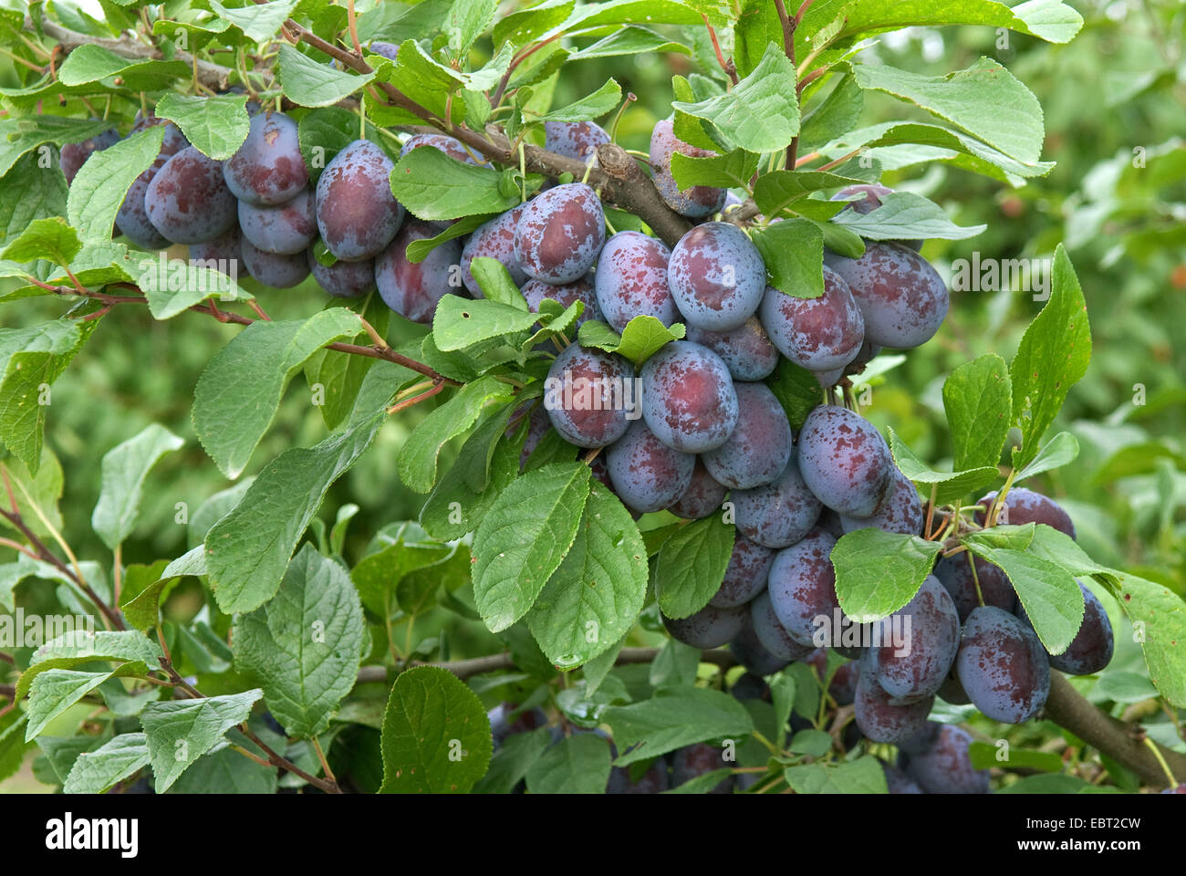 Pflaume (Prunus Domestica 'Topper', Prunus Domestica Topper), Pflaumen auf einem Baum, Sorte Topper Stockfoto