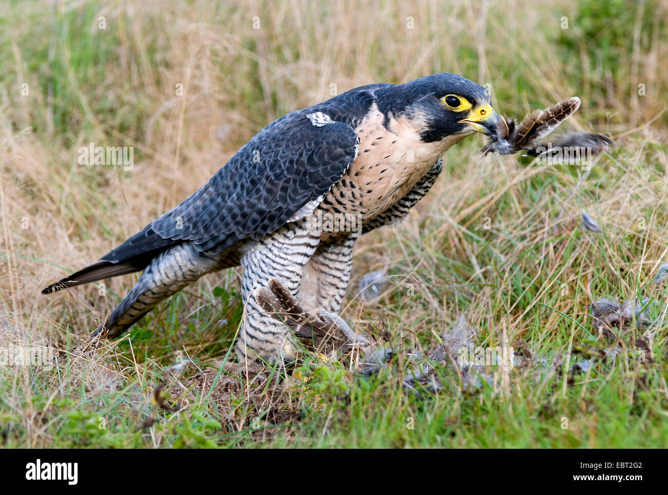 nördlichen Habicht (Accipiter Gentilis), sitzen auf dem Boden mit Beute, Deutschland Stockfoto
