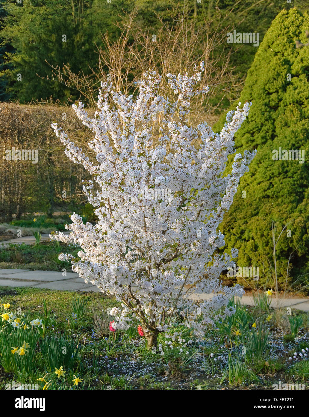 Japanische Alpen Kirschbaum (Prunus Nipponica "Brillant", Prunus Nipponica Brillant), Sorte Brillant Stockfoto