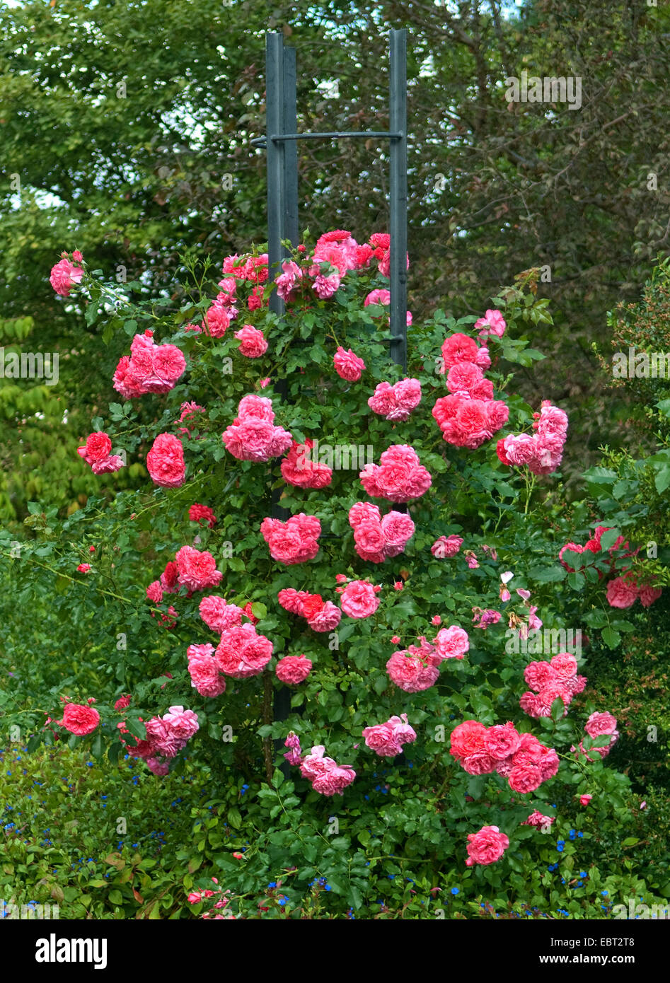 dekorative Rose (Rosa 'Rosarium Uetersen', Rosa Rosarium Uetersen), Sorte Rosarium Uetersen Stockfoto