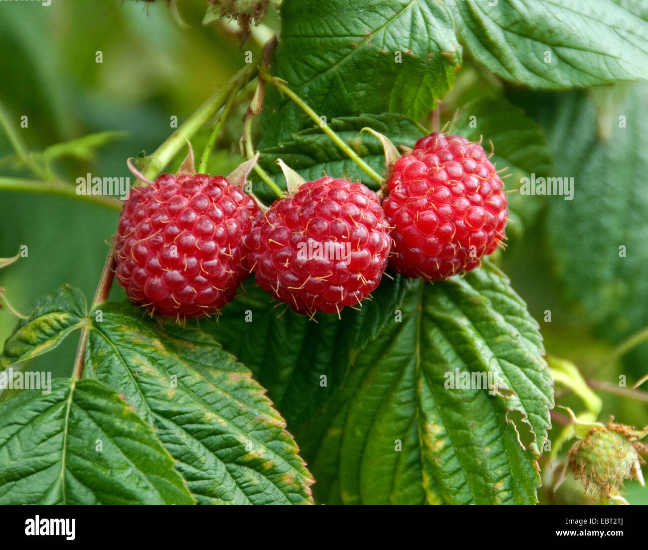 Europäische Rote Himbeere (Rubus Idaeus 'Polka', Rubus Idaeus Polka), Sorte Polka Stockfoto