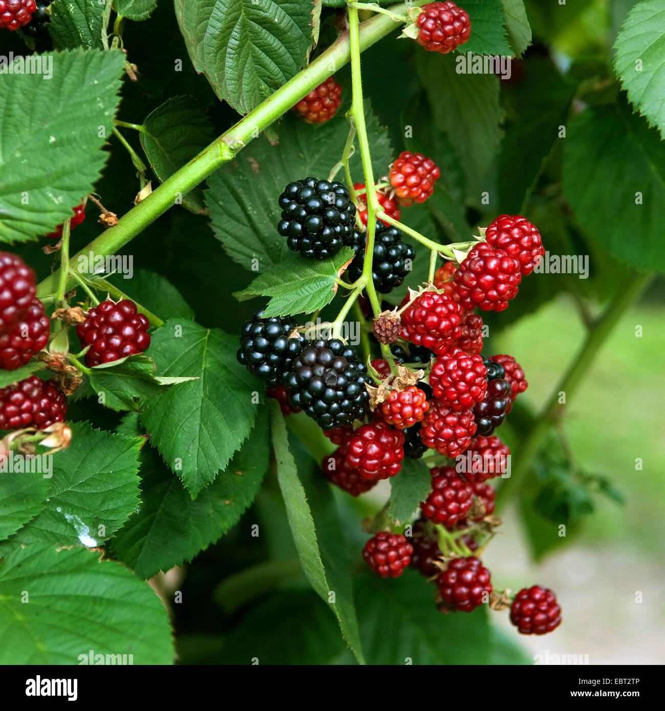 Brombeere (Rubus Fruticosus 'Chester Thornless', Rubus Fruticosus Chester Thornless), Chester Thornless Sorte Stockfoto