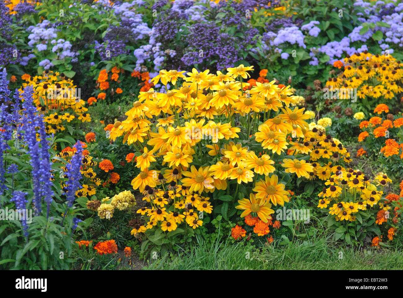 Black-Eyed Susan, behaarte Sonnenhut gelb Daisy (Rudbeckia Hirta), blühen im Blumenbeet Stockfoto