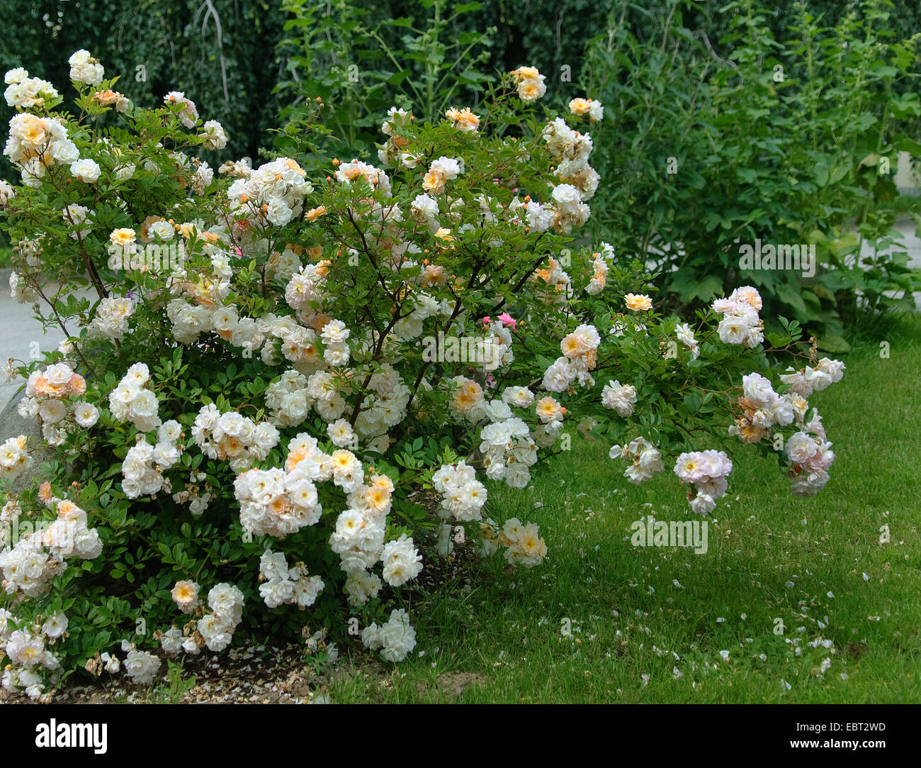 Zierpflanzen Rose (Rosa 'Ghislaine de FÚligonde', Rosa Ghislaine de FÚligonde), Sorte Ghislaine de FÚligonde Stockfoto