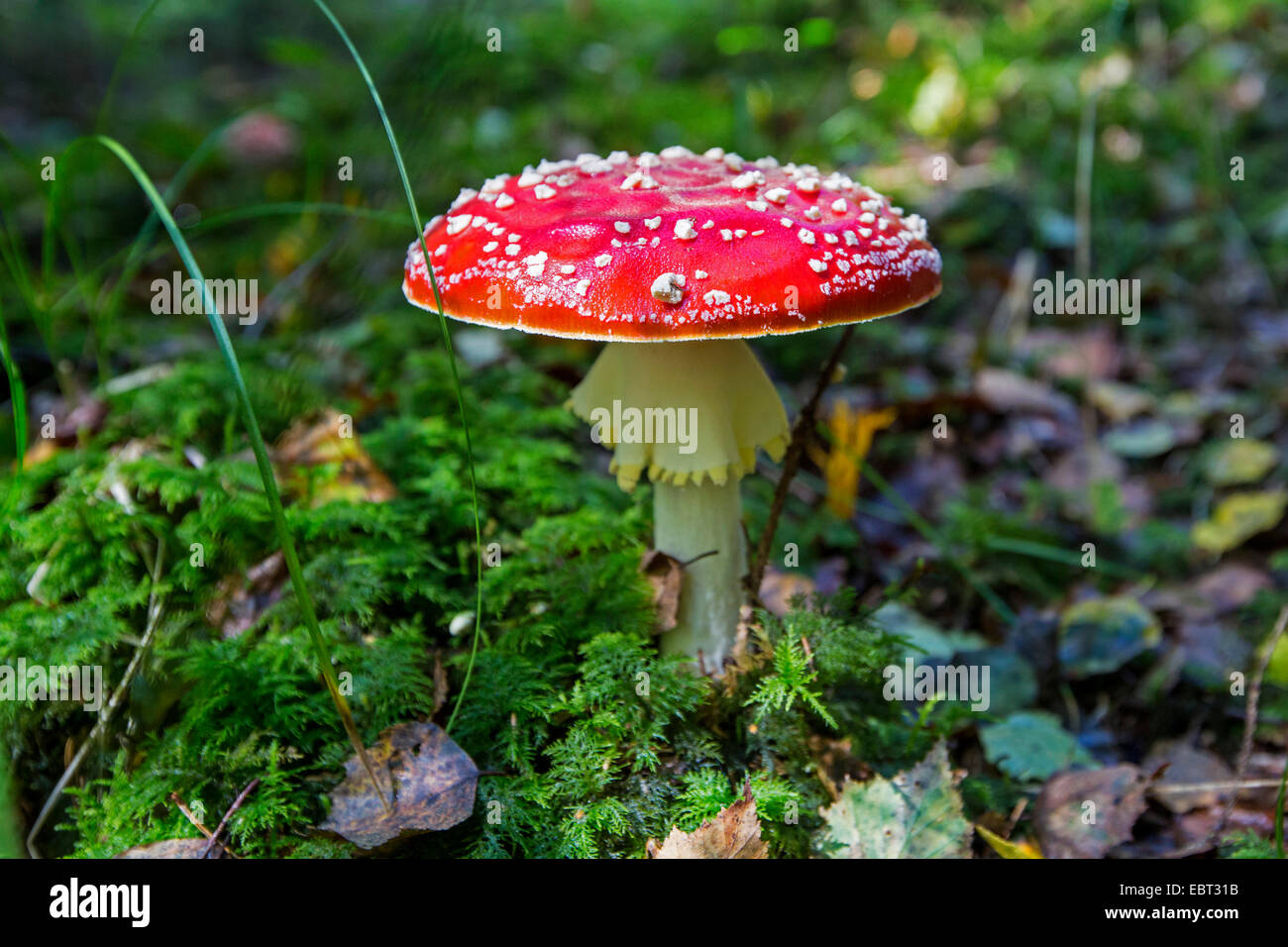 Fliegenpilz (Amanita Muscaria), Körper auf Wald zu Fruchtkörper gemahlen, Deutschland, Bayern Stockfoto