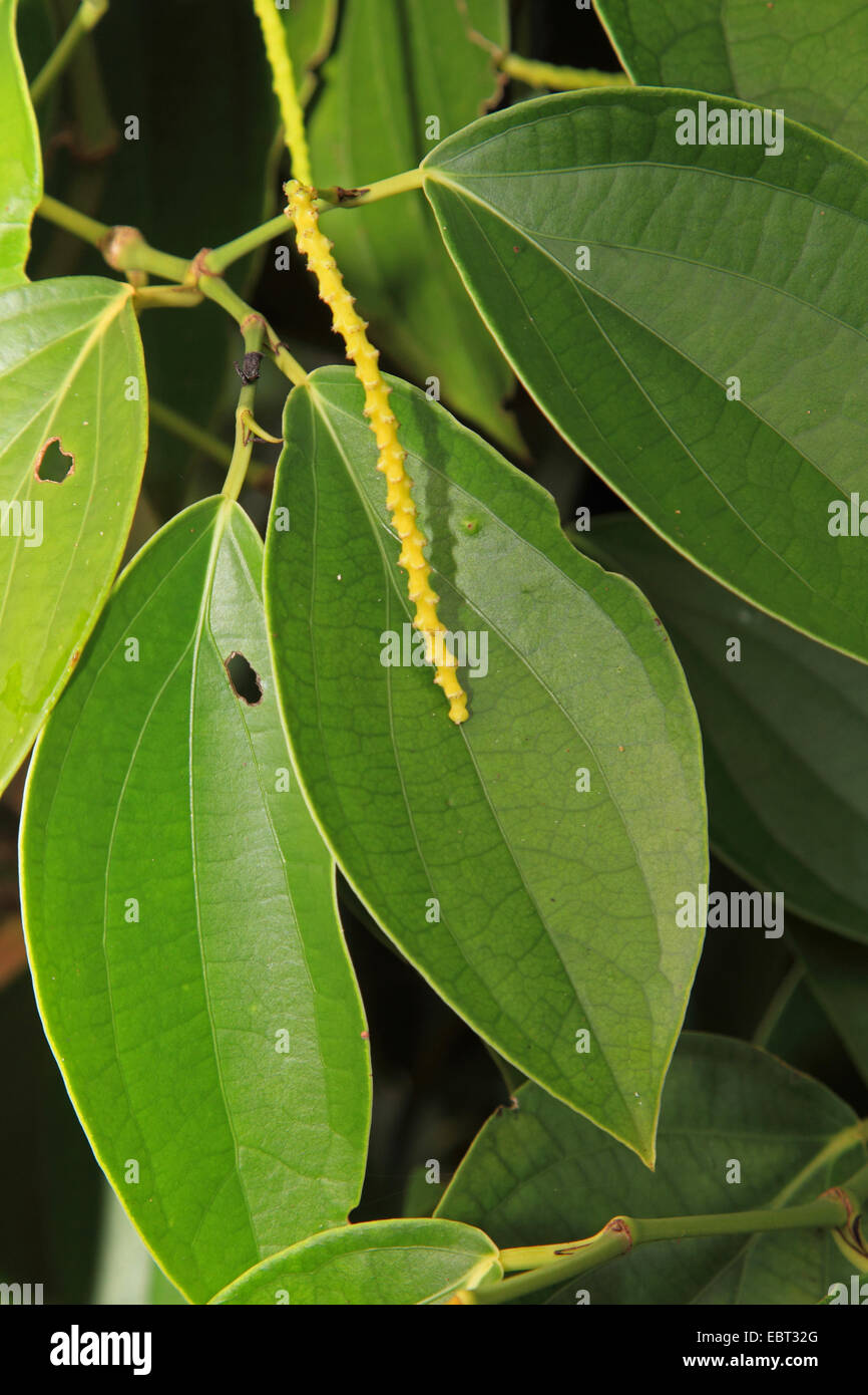 schwarzer Pfeffer (Piper Nigrum), blühen Pfeffer Stockfoto