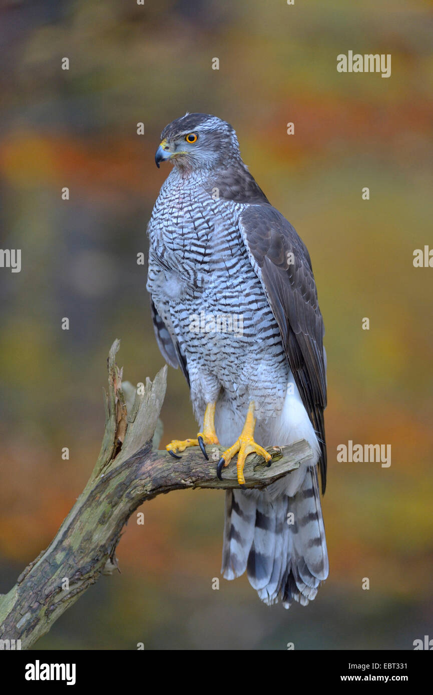 nördlichen Habicht (Accipiter Gentilis), Erwachsene, ruht auf einem Toten Tannenzweig, Deutschland, Baden-Württemberg Stockfoto