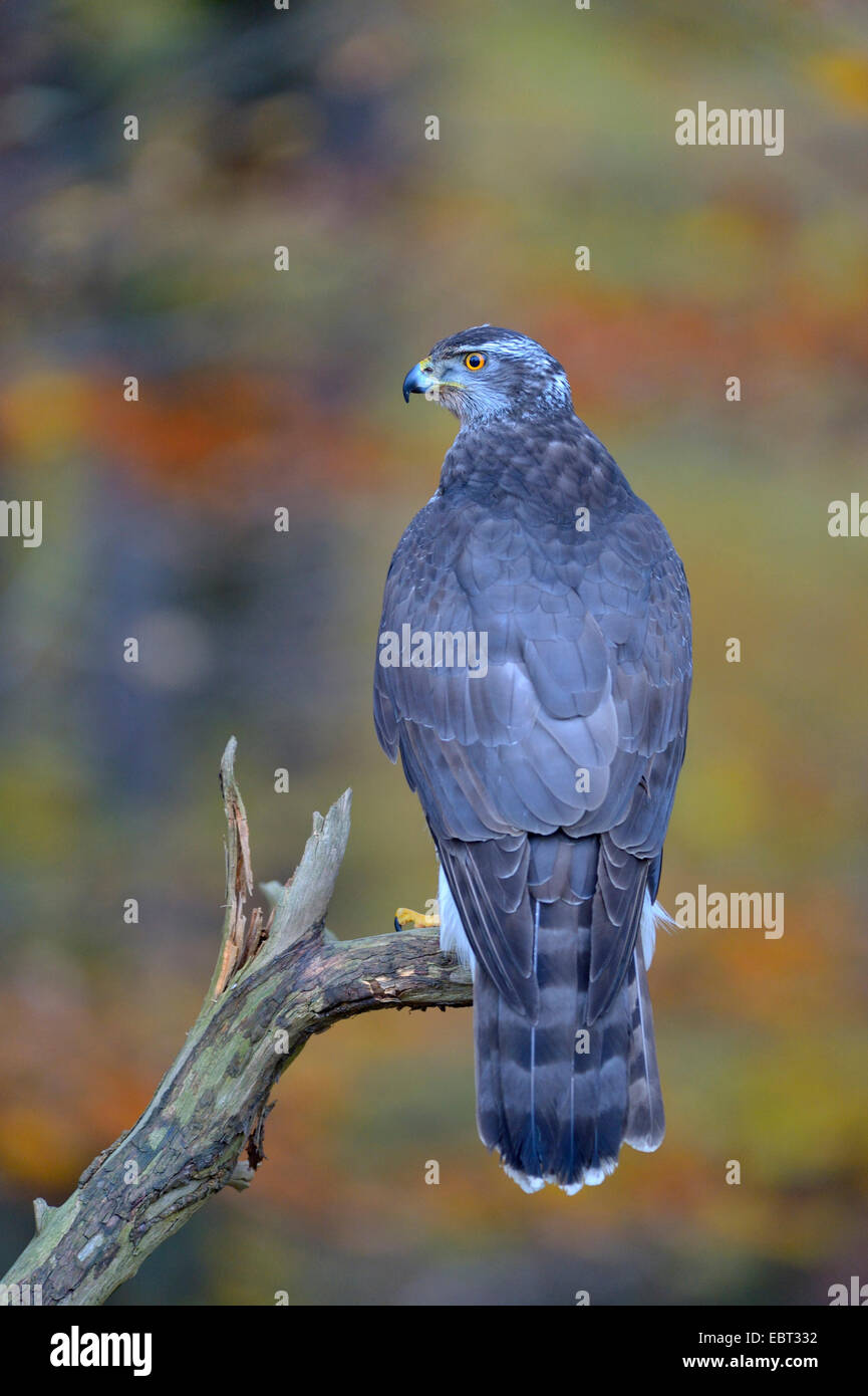 nördlichen Habicht (Accipiter Gentilis), Erwachsene, ruht auf einem Toten Tannenzweig, Deutschland, Baden-Württemberg Stockfoto