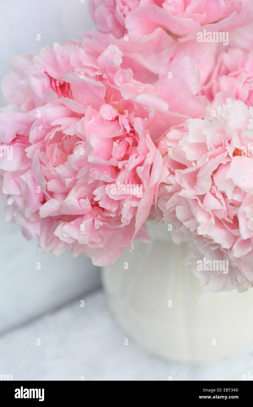 Schöne rosa Pfingstrosen auf weißem Hintergrund, Stillleben Stockfoto