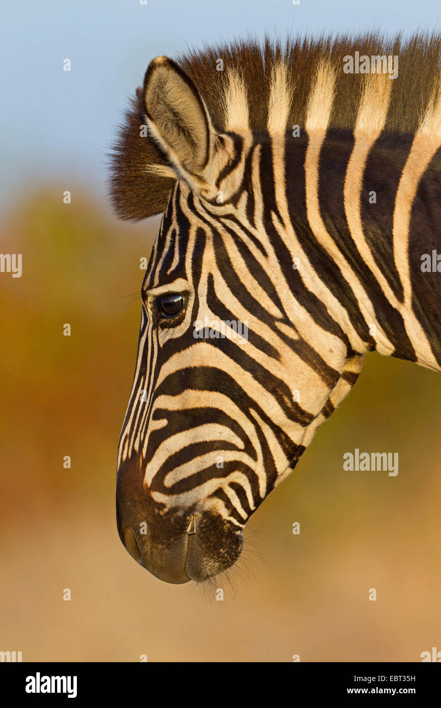 Burchell Zebra, Zebra, gemeinsame Zebra (Equus Quagga Burchelli, Equus Burchelli), Porträt, Krüger Nationalpark, Südafrika, niedriger Sabie Camp Stockfoto