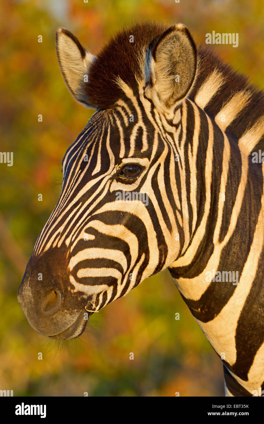 Burchell Zebra, Zebra, gemeinsame Zebra (Equus Quagga Burchelli, Equus Burchelli), Porträt, Krüger Nationalpark, Südafrika, niedriger Sabie Camp Stockfoto
