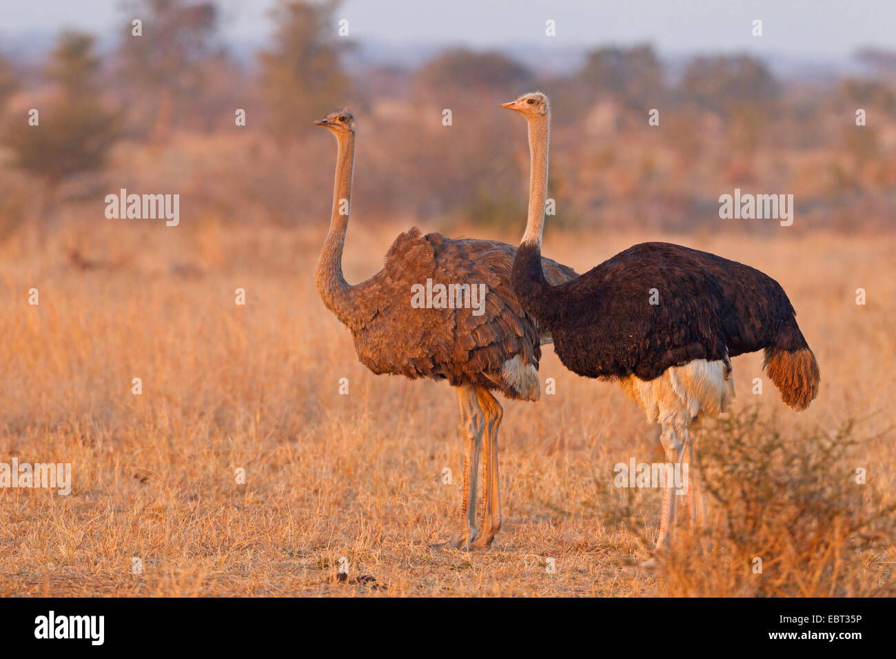 Strauß (Struthio Camelus), paar am Abend Licht, Südafrika, Krüger Nationalpark, Satara Camp Stockfoto