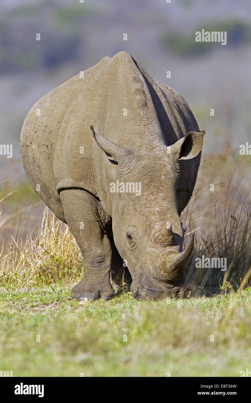Breitmaulnashorn, Quadrat-lippige Rhinoceros grass Rhinoceros (Ceratotherium Simum), Savanne, Südafrika-Hluhluwe-Umfolozi-Nationalpark Stockfoto
