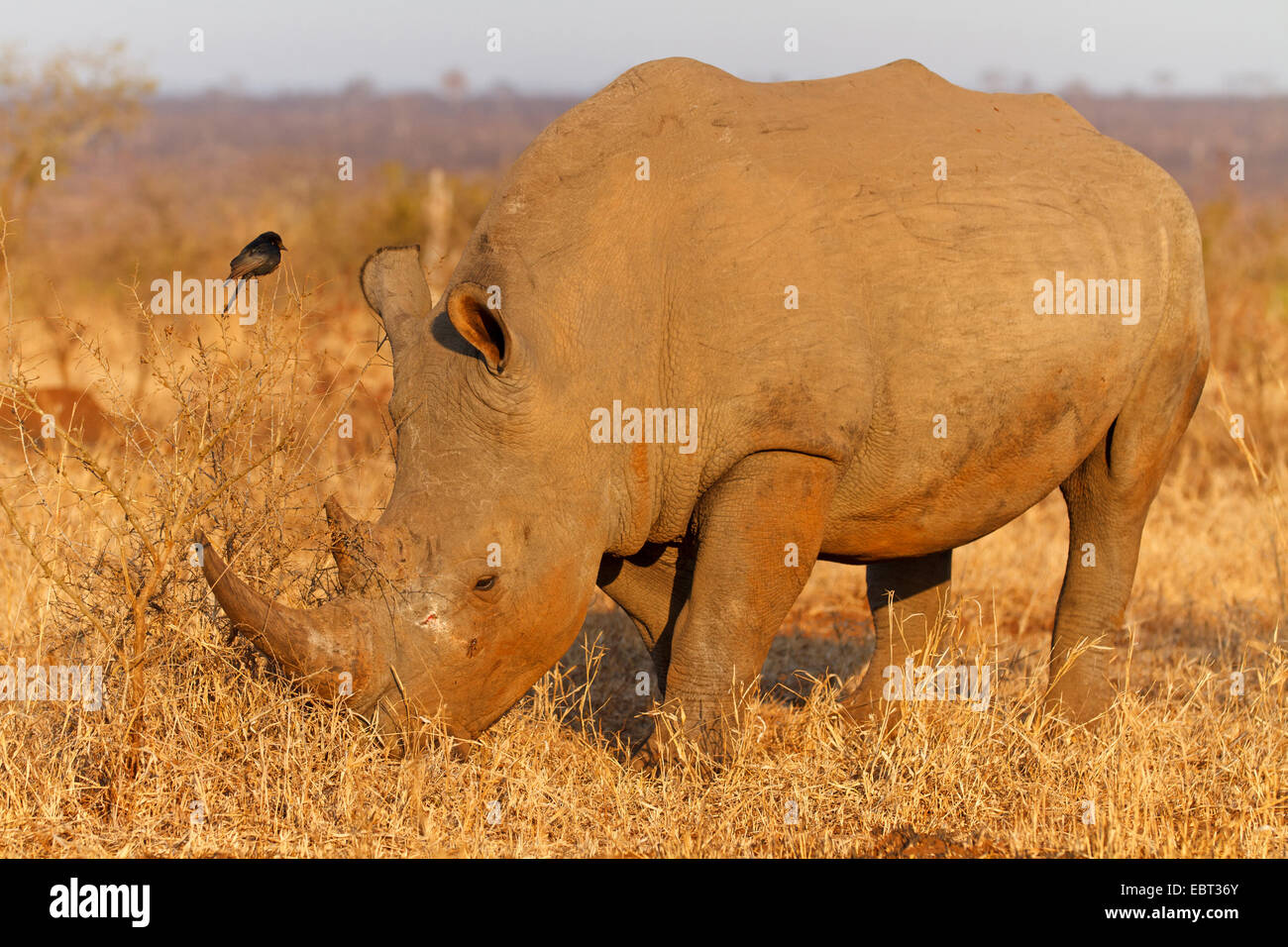 Breitmaulnashorn, Quadrat-lippige Rhinoceros grass Rhinoceros (Ceratotherium Simum), Weiden in Savanne am Abend Licht, Südafrika, Hluhluwe-Umfolozi Nationalpark Stockfoto