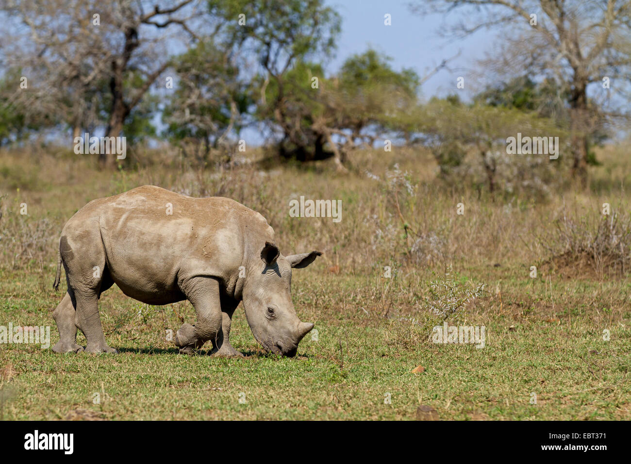 Breitmaulnashorn, Quadrat-lippige Rhinoceros grass Rhinoceros (Ceratotherium Simum), Weiden in Savanne, Südafrika, Hluhluwe-Umfolozi Nationalpark Stockfoto