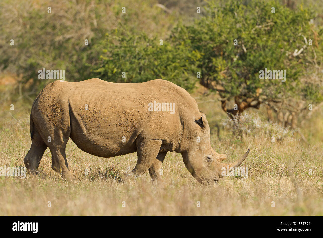 Breitmaulnashorn, Quadrat-lippige Rhinoceros grass Rhinoceros (Ceratotherium Simum), Weiden in Savanne, Südafrika, Hluhluwe-Umfolozi Nationalpark Stockfoto