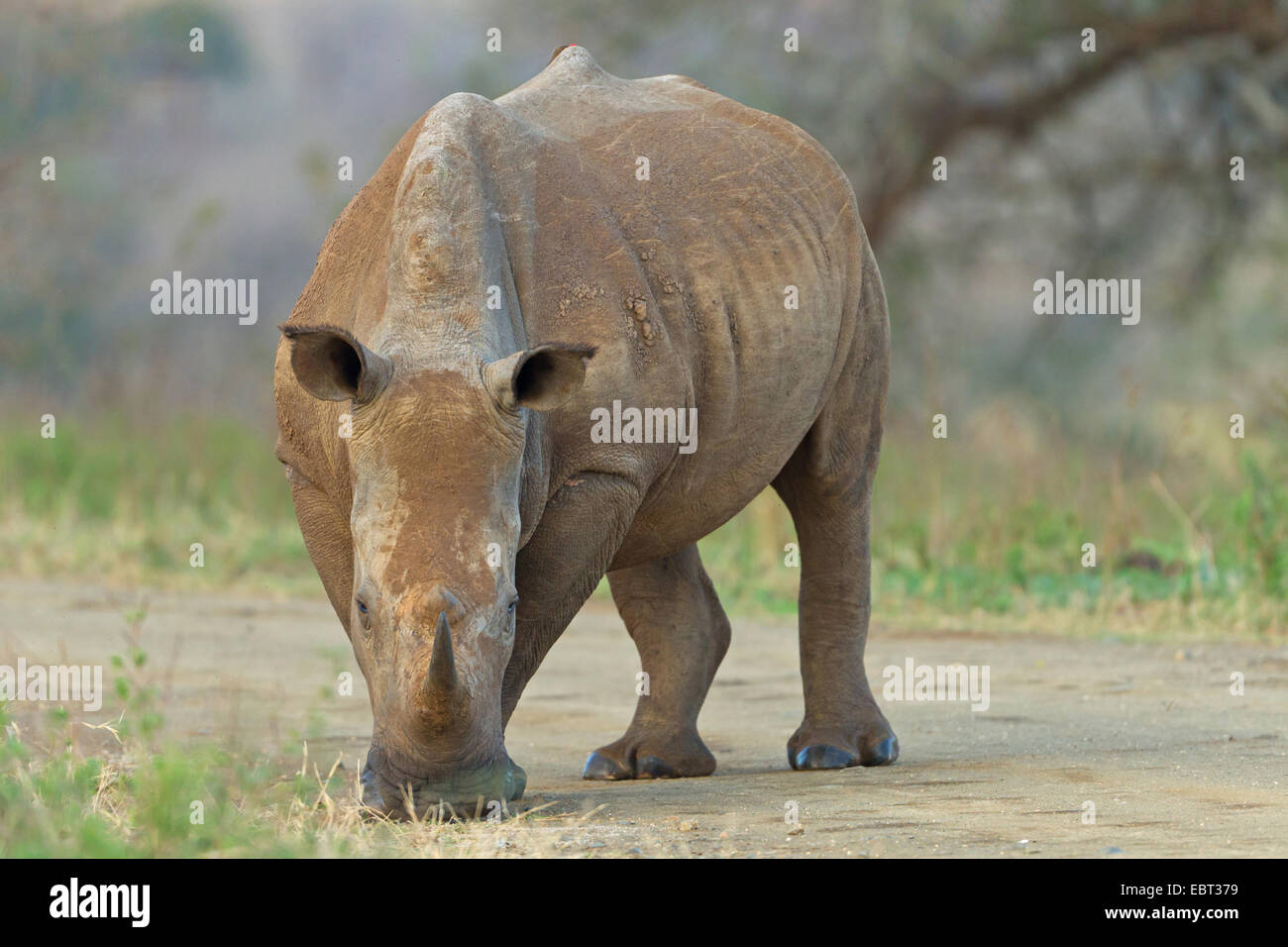 Breitmaulnashorn, Quadrat-lippige Rhinoceros grass Rhinoceros (Ceratotherium Simum), am Straßenrand, Weiden, Südafrika, Hluhluwe-Umfolozi Nationalpark Stockfoto