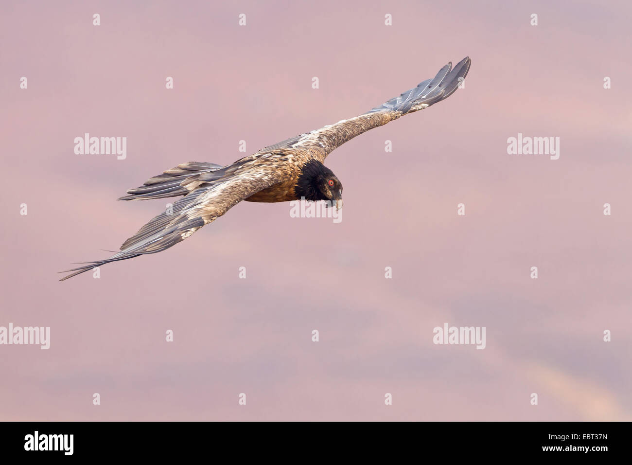 Bartgeier, Bartgeier (sollten Barbatus Meridionalis), Segelflug, South Africa, Kwazulu-Natal Stockfoto