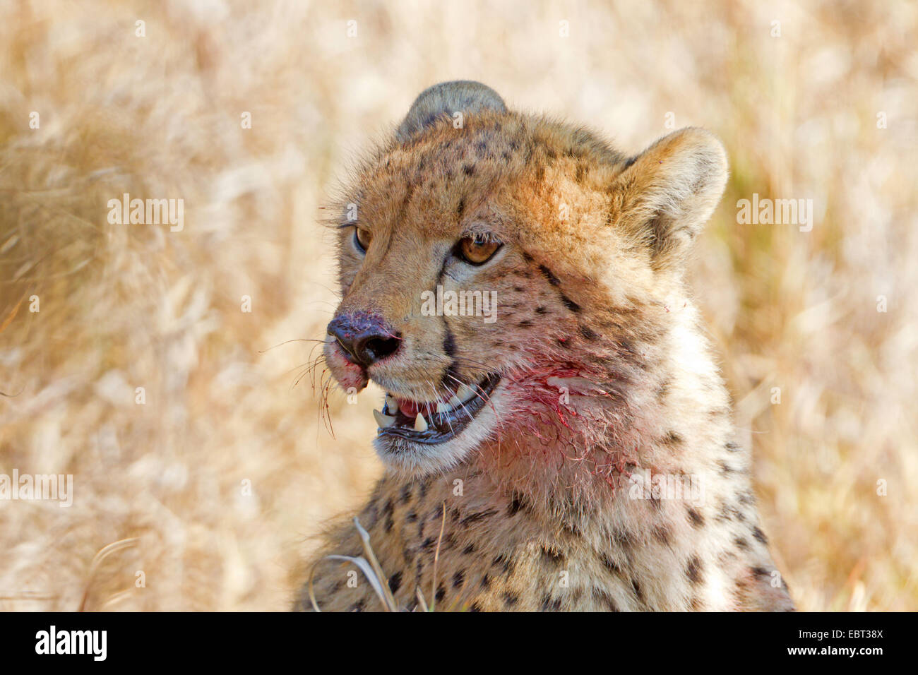Gepard (Acinonyx Jubatus), mit Blut bedeckt ruhen mit dem Gesicht nach der Fütterung, Südafrika, Krüger Nationalpark Stockfoto