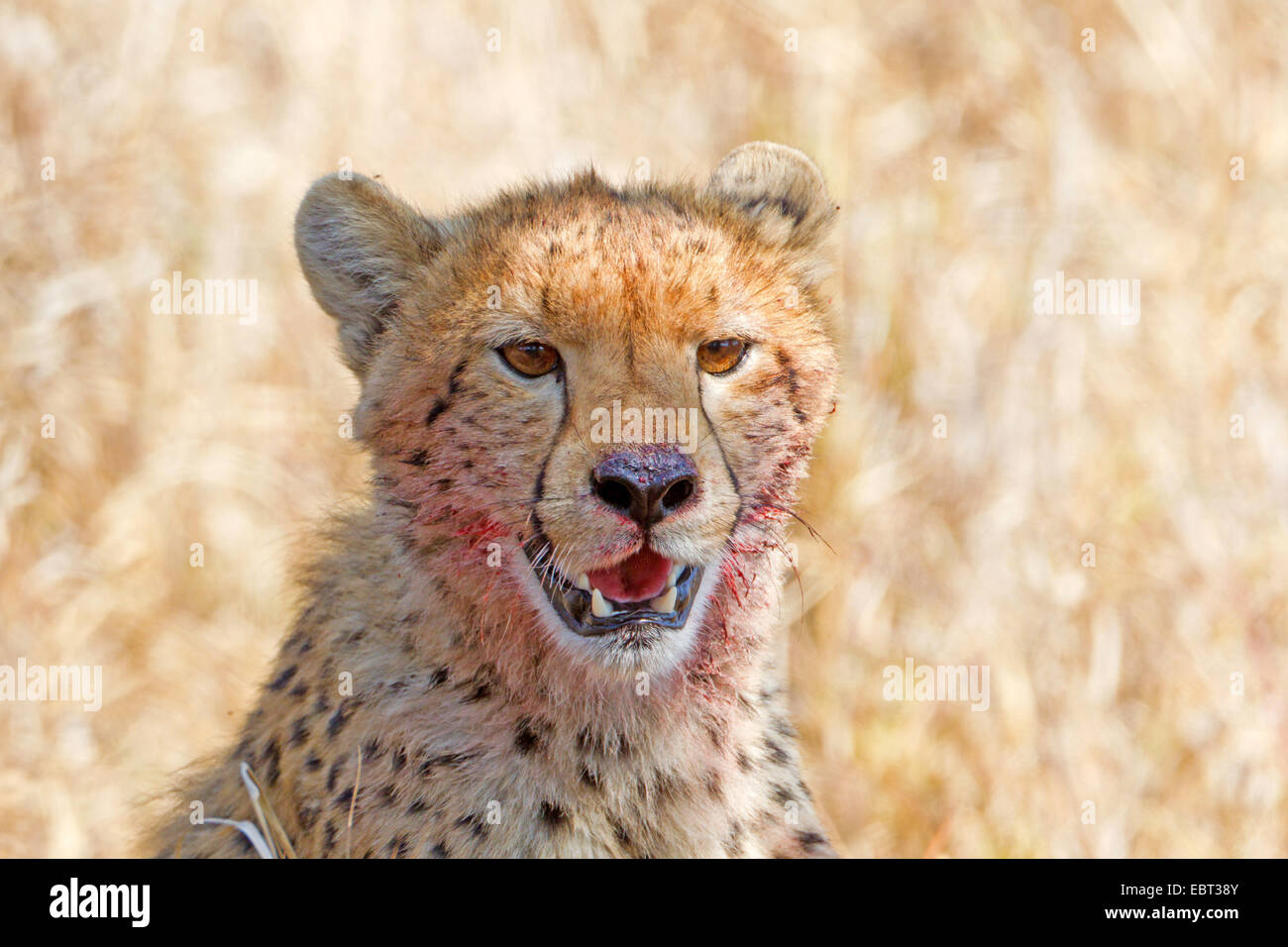 Gepard (Acinonyx Jubatus), mit Blut bedeckt ruhen mit dem Gesicht nach der Fütterung, Südafrika, Krüger Nationalpark Stockfoto