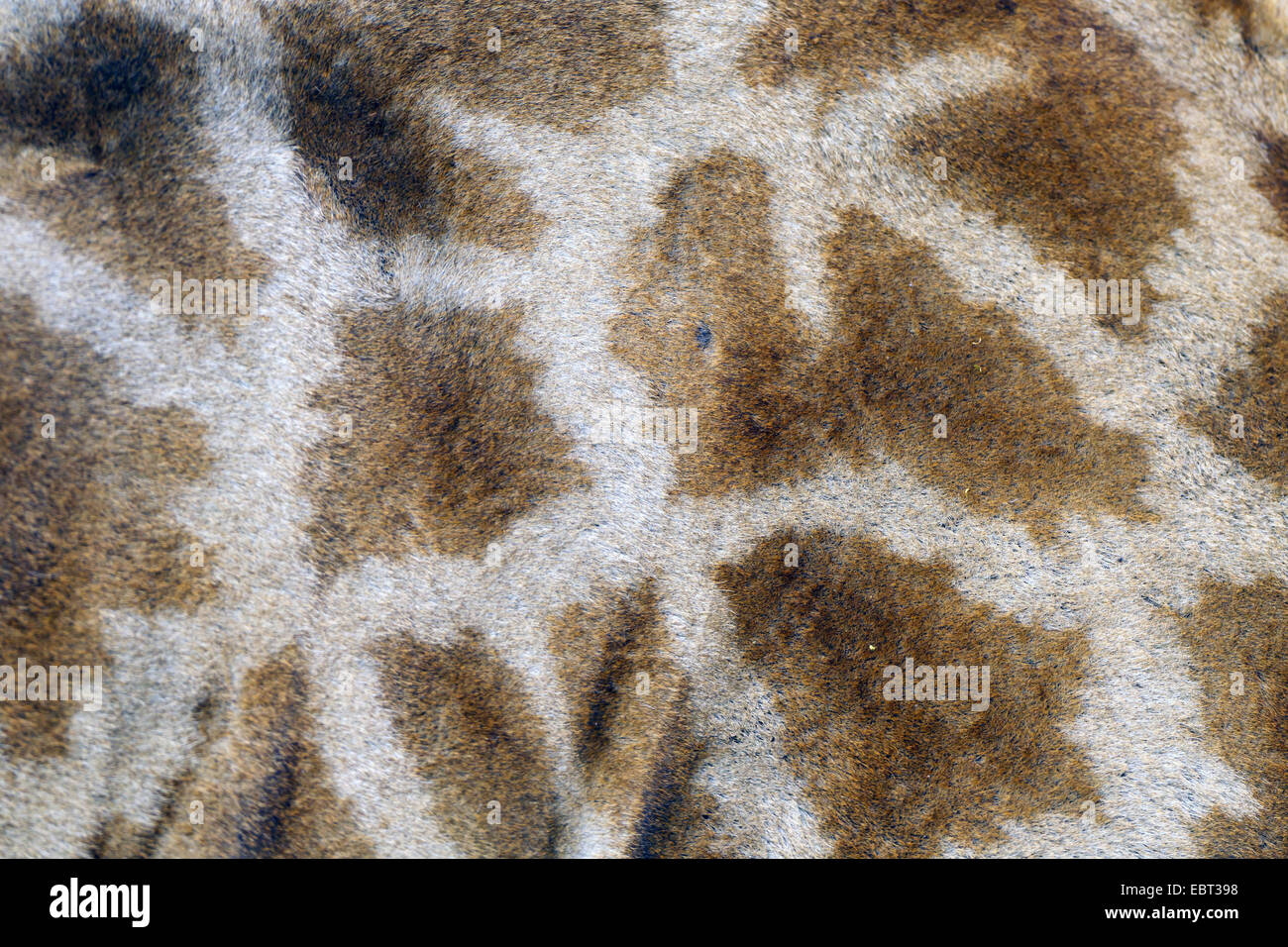 Kap-Giraffe (Giraffa Giraffe Giraffa), Detail-Aufnahme des Fells mit dem typischen Muster, Südafrika, Hluhluwe-Umfolozi Nationalpark Stockfoto