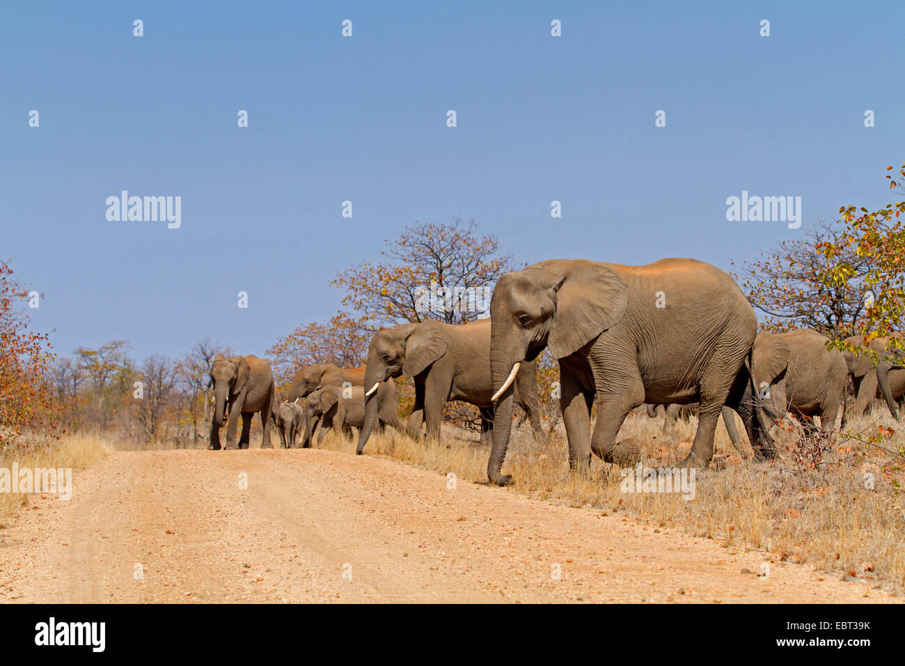Afrikanischer Elefant (Loxodonta Africana), Herde Elefanten überqueren eine Country Road, Südafrika, Krüger-Nationalpark Stockfoto